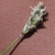 Flower close-up in April in Languedoc-Roussillon, France