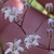 Flowers closeup in in August in Klaipeda Region in Latvia