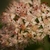 Flower Closeup in August in Wahington, Virginia