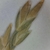 Flower bud close-up in June in Cuyahoga County, Ohio