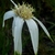 Flower close-up in May in Liberty, Florida