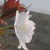 Flower close-up in May in Shkotovskiy rayon, Russia