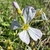 Flower close-up in November in Marin County, California