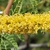 Flower close-up in October in Hawaii County, Hawaii