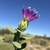 Flower in September in Nye County, Nevada