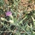 Flowers, leaves and stem in November in Qarshi, Uzbekistan