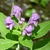 Flowers and buds in July in Richland County, South Carolina