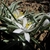 Flowers and leaves in May in Crook County, Oregon