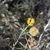 Flowers and seedhead in December in Brewster County, Texax