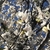 Magnolia kobus Flowers in March in Wake County, NC