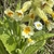 Flowers in April in Kalundborg, Denmark
