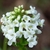 Small white flower floret in April in Miyagi, Japan