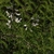 Flowers in April in Shanxi, China