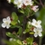 Flowers in April