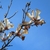 Flowers in April in Fujian in China
