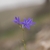 Flowers in April in HaDarom in Israel