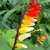 Flower in April in Jujuy in Argentina