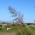 Flower stalk in April in Luthuli, South Africa