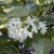 A stalk of several white 5 petalled flowers in April in Spain