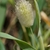 Flower and Leaves in April in Attica in Greece