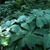 Flowers in August in Saratoga County, New York