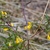 Flowers/Stem/Leaves in August in Thuringen in Germany