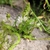Flowers and buds in November in Cape Wineland County, S.Africa