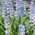 Sky blue flowers for diffusus in April Okaloosa County, Florida