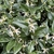Green leaves and small white flowers in February in England
