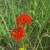 Flowers in July in Novosibirsk in Russia
