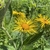 Flowers in July in Mostovskiy rayon, Russia