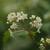 Flowers & flower buds in June in Fukushima, Japan