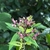 Flowers in June in Zhejiang, China