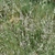 Flowers in June in 15380 Le Falgoux, France
