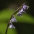 Flowers in June in Darjeeling, India