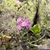 Flowers in June in Terrace Bay in Ontario