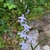 Flowers in June in Warren County, New Jersey