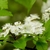 Flowers in March in Bayou Manchac, Louisiana
