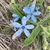 Flowers in March in Bega Valley, Australia