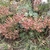 Form with flower buds & pink flowers in May in Abruzzo, Italy
