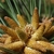 Branch tip with multiple conical brownish flowers in May in Germ