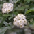 Flowers in May in Beijing, China