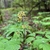 Flowers in May in Haywood County, North Carolina