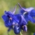 3 blue petaled flower closeup at Longwood Gardens in May