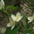 Flowers in May in Maury County, Tennesse
