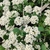 Flowers in May in Minsk, Belarus