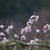 Flowers in May in Sakhalin, Russia
