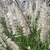 Flowers in May in Shasta County, California