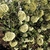 Bunches of small white flowers in May in Wojslavice, Poland