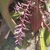 Branched spike of pale pink flowers with exserted anthers.